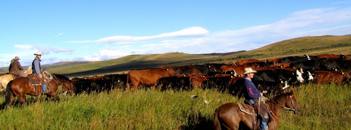 This was taking along the well named "Cowboy Trail" also known as Highway 22 in southern Alberta