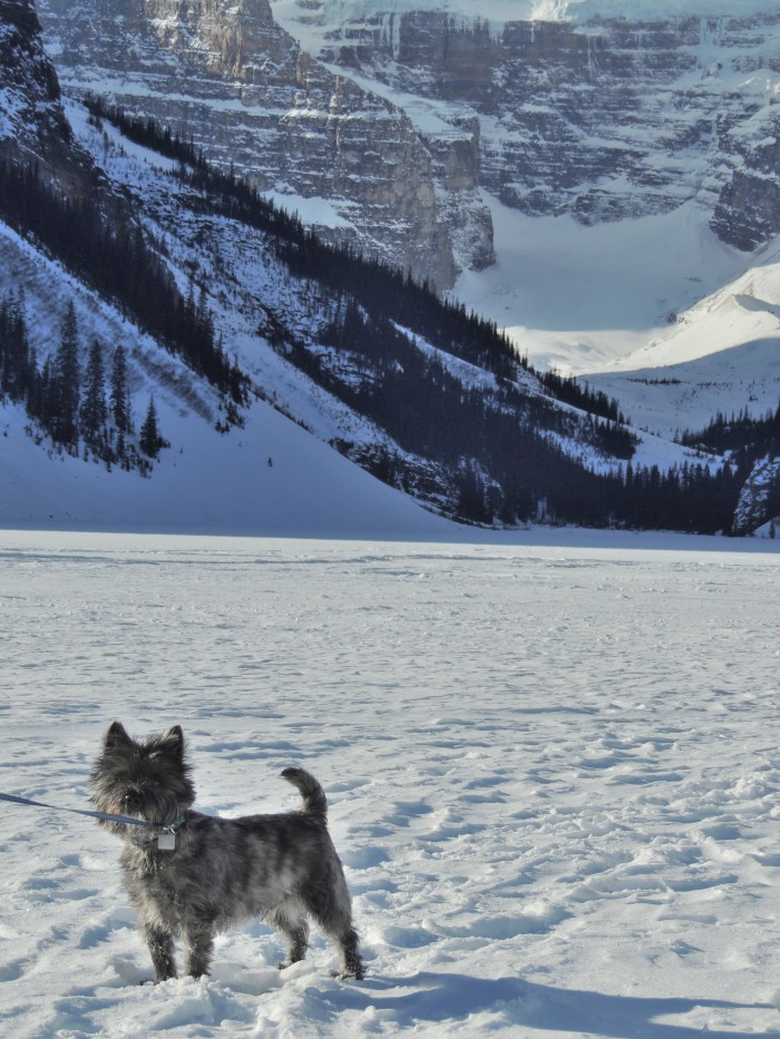 Chester enjoying the sun...
