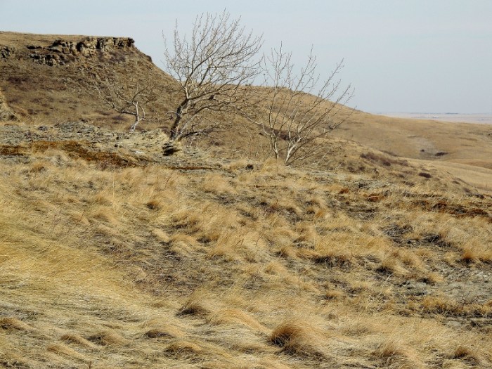 Head-Smashed-In Buffalo Jump