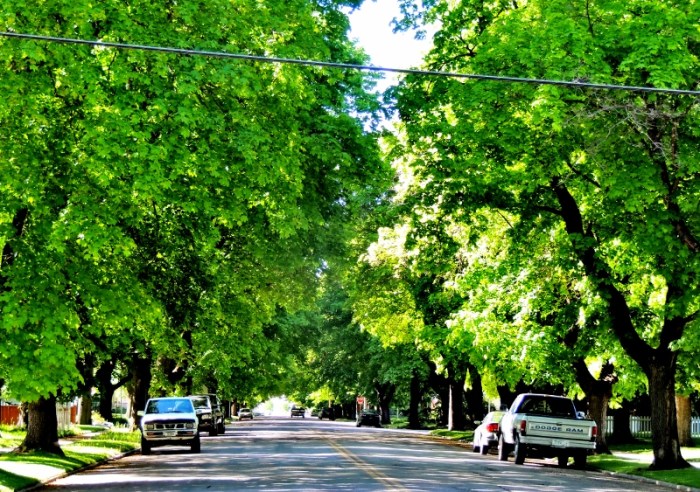 Driving around the streets, I can't believe how green and lush it is