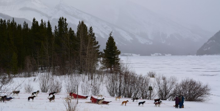 Dog sledding... 