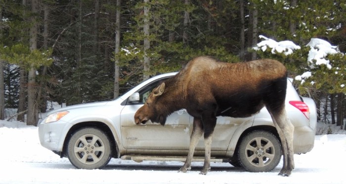 Patrolling the road...