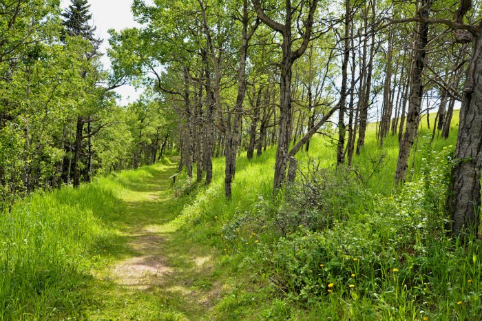 Walking along the Chevron Aspen Trail